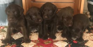 Males Available
