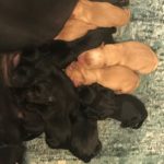 Sable/Sawyer Litter