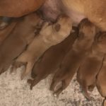 Rosaleigh/Steed Litter