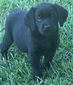 Storie / Sawyer Female in Training