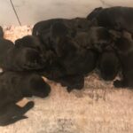 Storie/Sawyer Litter