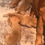 Bonnie / Sawyer litter