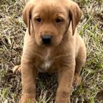 Shelby/Boone