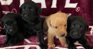 Piper/Ranger Females