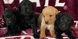 Piper/Ranger Females