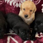 Piper/Ranger Males