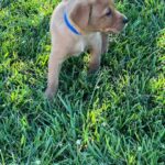 Amber/Boone 'Male'