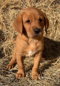 Amber/Boone