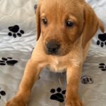 River/Boone - Male
