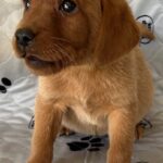 River/Boone - Female