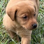 Shelby/Boone - Brown Collar