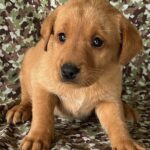 Shelby/Boone - Yellow Collar