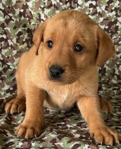 Shelby/Boone - Yellow Collar