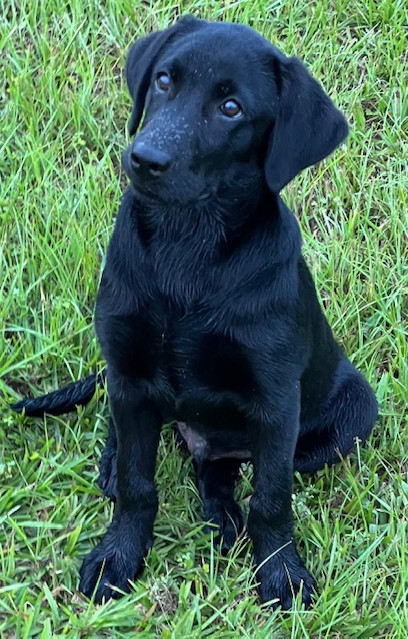 Piper x Ranger