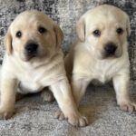 Piper/Ranger Females