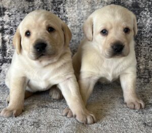 Piper/Ranger Females
