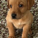 Shelby/Boone - Blue Collar