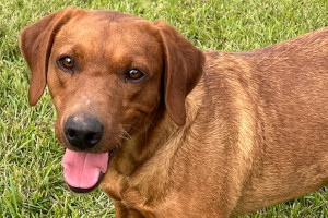 Huntfield‘s Redheart Paisley