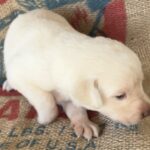 Peaches/Ranger - Female