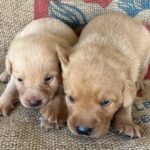 Peaches/Ranger - Males