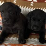 Peaches/Ranger