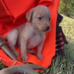 Peaches/Ranger - YELLOW MALE.