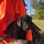 Peaches/Ranger - BLACK MALE.