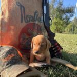 Peaches/Ranger - FOX RED MALE.