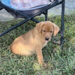 Peaches/Ranger