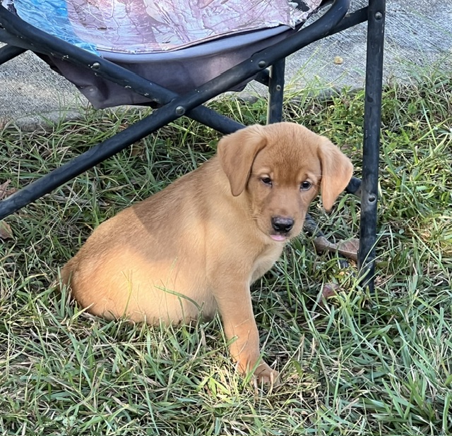 Peaches/Ranger