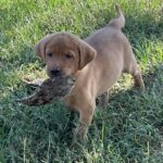 Peaches/Ranger