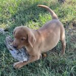Peaches/Ranger