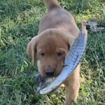 Peaches/Ranger
