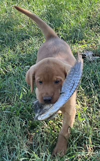 Peaches/Ranger Peaches/Ranger