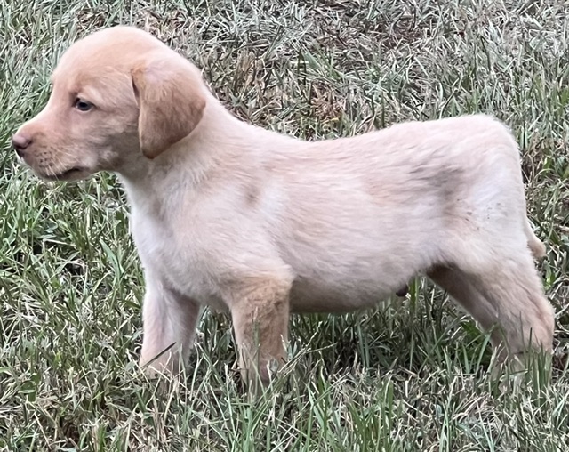 Peaches/Ranger