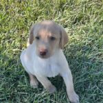 Peaches/Ranger - Male