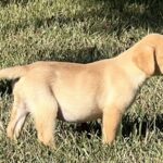 Peaches/Ranger - Male