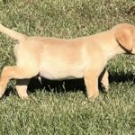 Peaches/Ranger - Male
