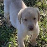 Peaches/Ranger - Male