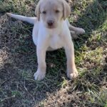 Peaches/Ranger - Male