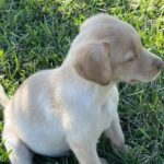 Peaches/Ranger - Male