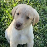 Peaches/Ranger - Male