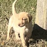 Peaches/Ranger - Male