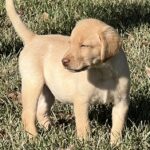 Peaches/Ranger - Male