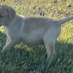 Peaches/Ranger