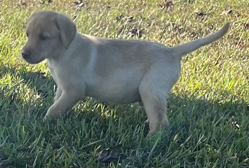 Peaches/Ranger Peaches/Ranger