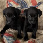 Jewel/Ranger Males