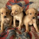 Jewel/Ranger Males