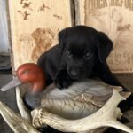 Jewel/Ranger Male