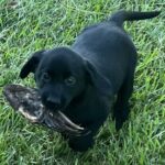Rigby/Ranger